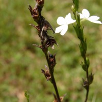 Striga angustifolia (D.Don) C.J.Saldanha